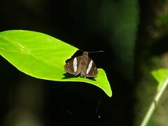 Notocrypta waigensis