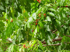 Ganophyllum falcatum