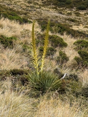 Aciphylla scott-thomsonii