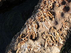 Vermetoidea