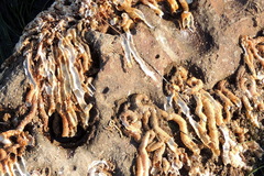 Vermetoidea