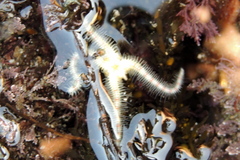 Ophiothrix
