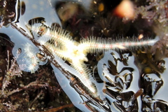 Ophiothrix