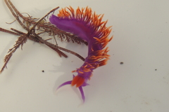 Flabellinopsis iodinea