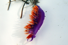 Flabellinopsis iodinea