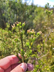 Gnidia squarrosa