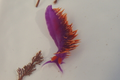 Flabellinopsis iodinea