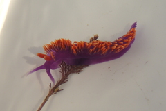 Flabellinopsis iodinea