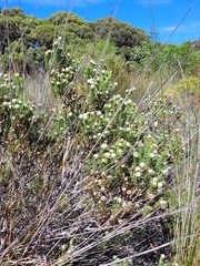Leucadendron linifolium