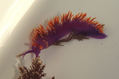 Flabellinopsis iodinea