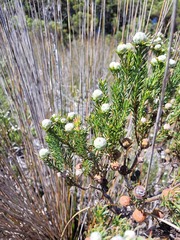 Leucadendron linifolium