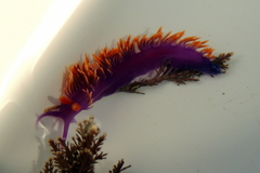 Flabellinopsis iodinea