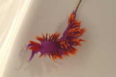 Flabellinopsis iodinea