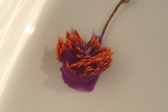 Flabellinopsis iodinea