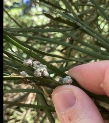 Aceria carmichaeliae