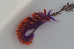 Flabellinopsis iodinea