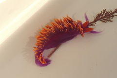 Flabellinopsis iodinea