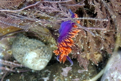 Flabellinopsis iodinea