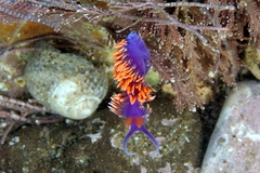 Flabellinopsis iodinea