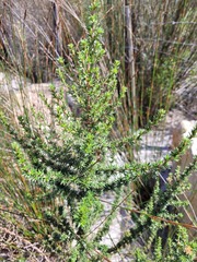 Cliffortia stricta