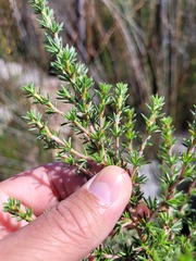 Cliffortia stricta