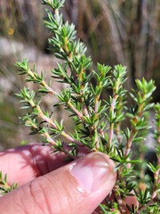 Cliffortia stricta
