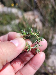 Cliffortia stricta
