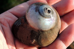 Norrisia