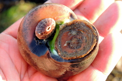 Norrisia