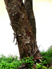 Ganophyllum falcatum