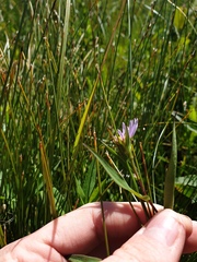 Symphyotrichum novi-belgii novi-belgii