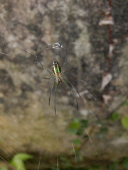 Leucauge blanda