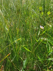 Symphyotrichum novi-belgii novi-belgii