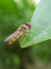 Episyrphus viridaureus