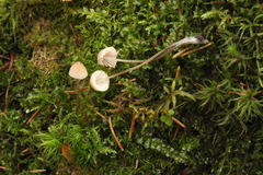 Mycena metata
