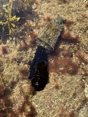 Dolabella auricularia
