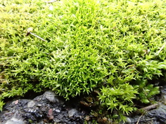 Pseudocrossidium hornschuchianum