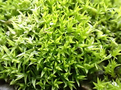 Pseudocrossidium hornschuchianum