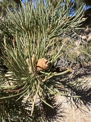 Pinus monophylla