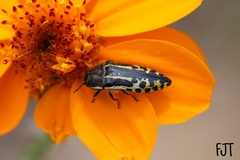 Acmaeodera scalaris