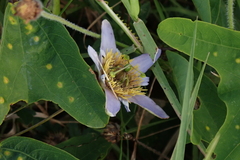 Passiflora bicornis