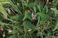 Passiflora bicornis