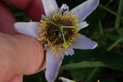 Passiflora bicornis