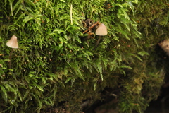 Mycena metata