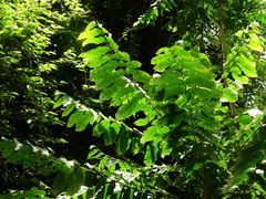 Dysoxylum gaudichaudianum