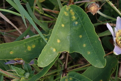 Passiflora bicornis