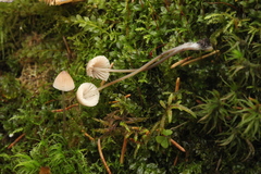 Mycena metata