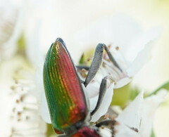 Lepturidea viridis