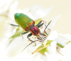 Lepturidea viridis