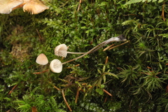 Mycena metata